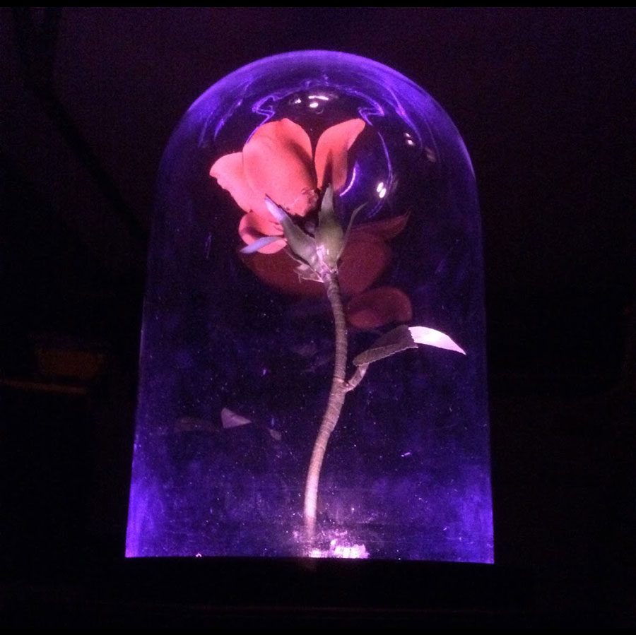 Beauty & The Beast - Rose Prop